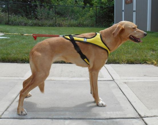 Tough Skin Harness Ultra - Side View